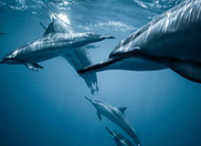 开云体育平台-水庆霞代表：全国多地兴起城市联赛，足球的意义已超过竞技|足球联赛|中国女足|体育|赛事|青少年_新浪体育_新浪新闻